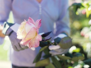 Woman Cutting Rose With Secateurs, Close Up - Shade-Space